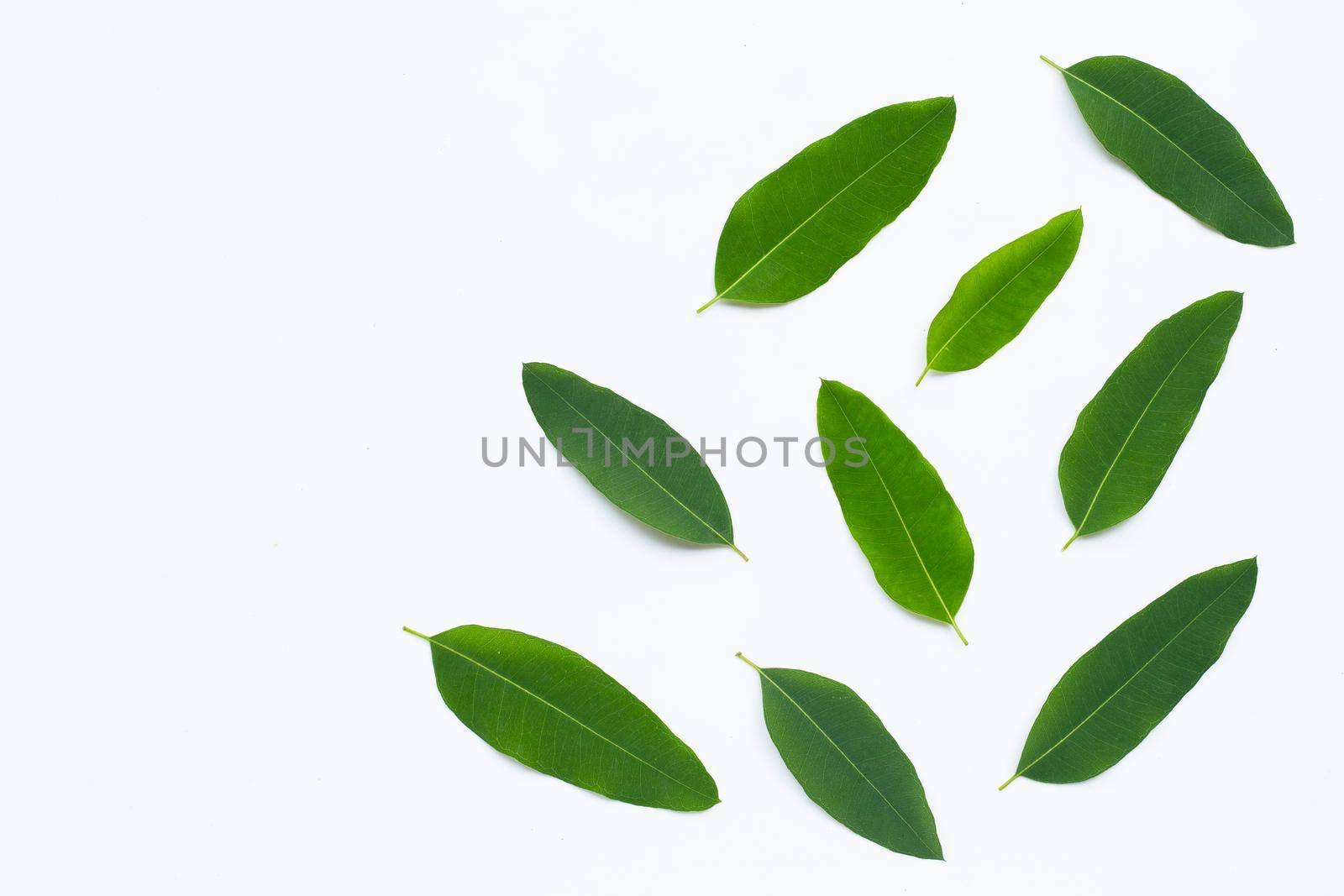 Eucalyptus leaves on white background.  Copy space
