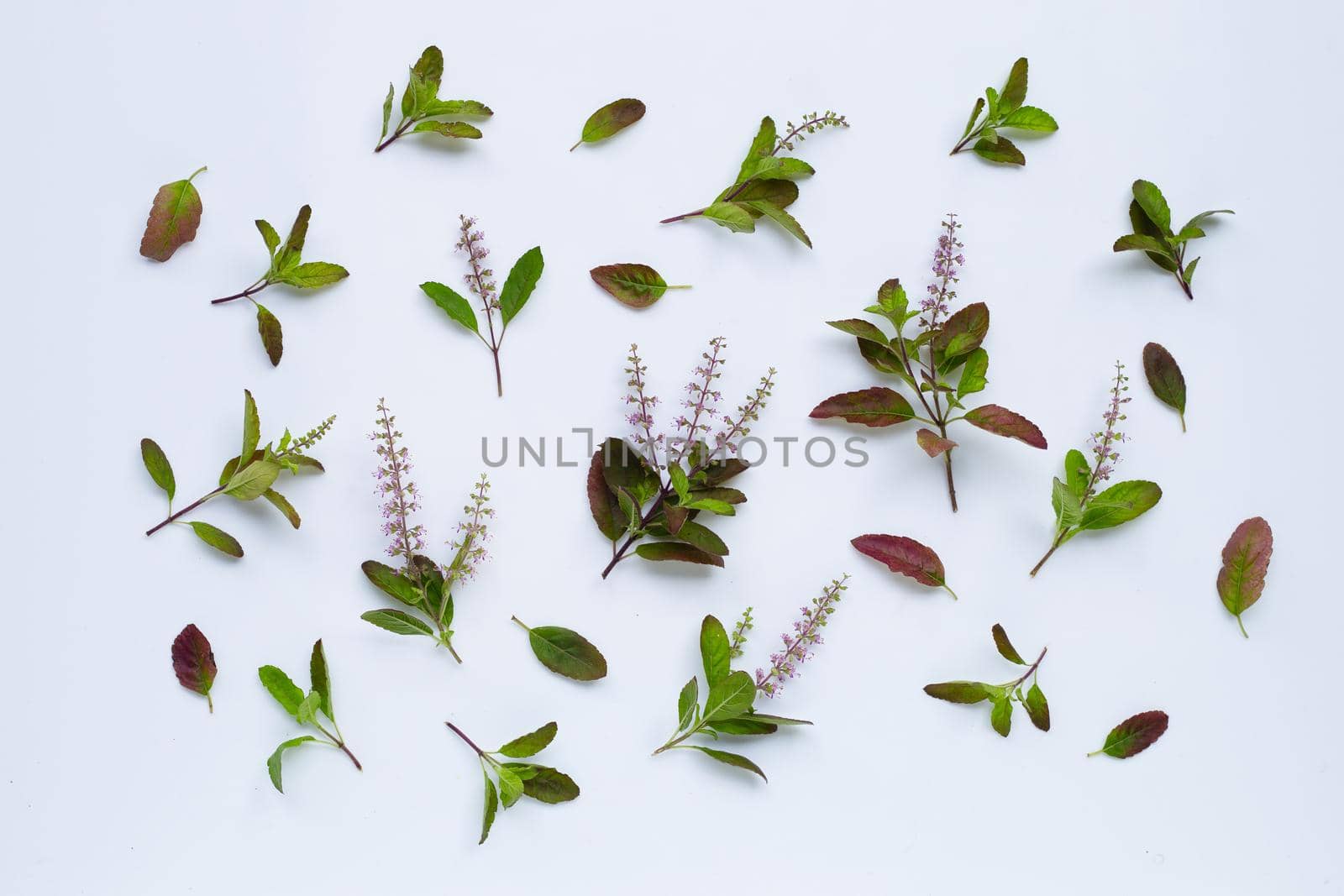Fresh holy basil leaves with flower on white background.