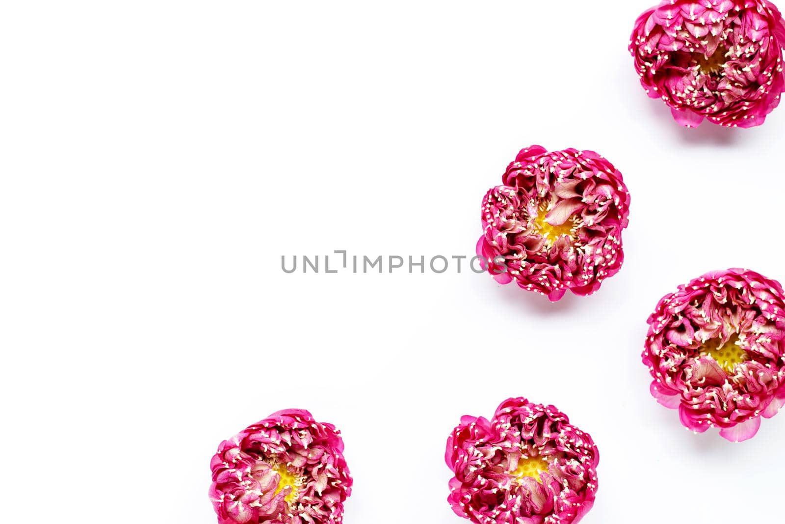 Pink lotus flower on white background. Copy space