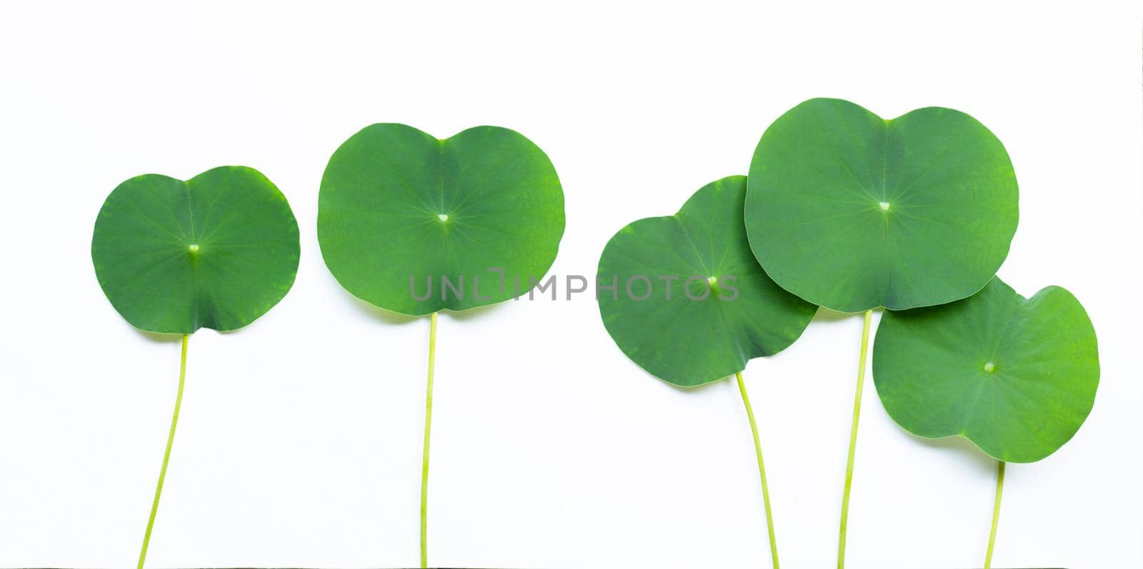 Lotus leaves on white background. by Bowonpat
