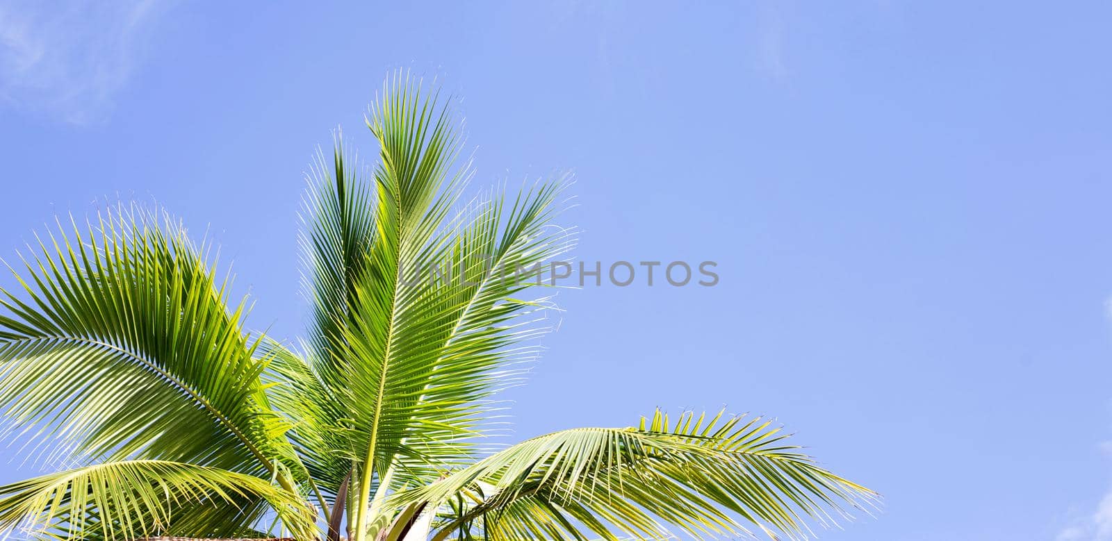 Coconut palm trees, beautiful tropical with sky and clouds. by Bowonpat
