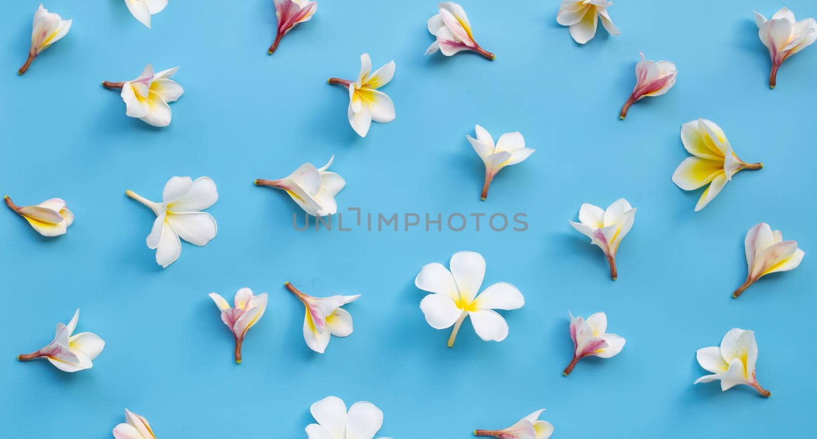 Plumeria or frangipani flower on blue background. Top view