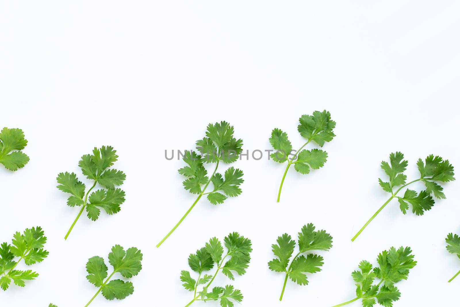 Fresh coriander leaves on a white background.
