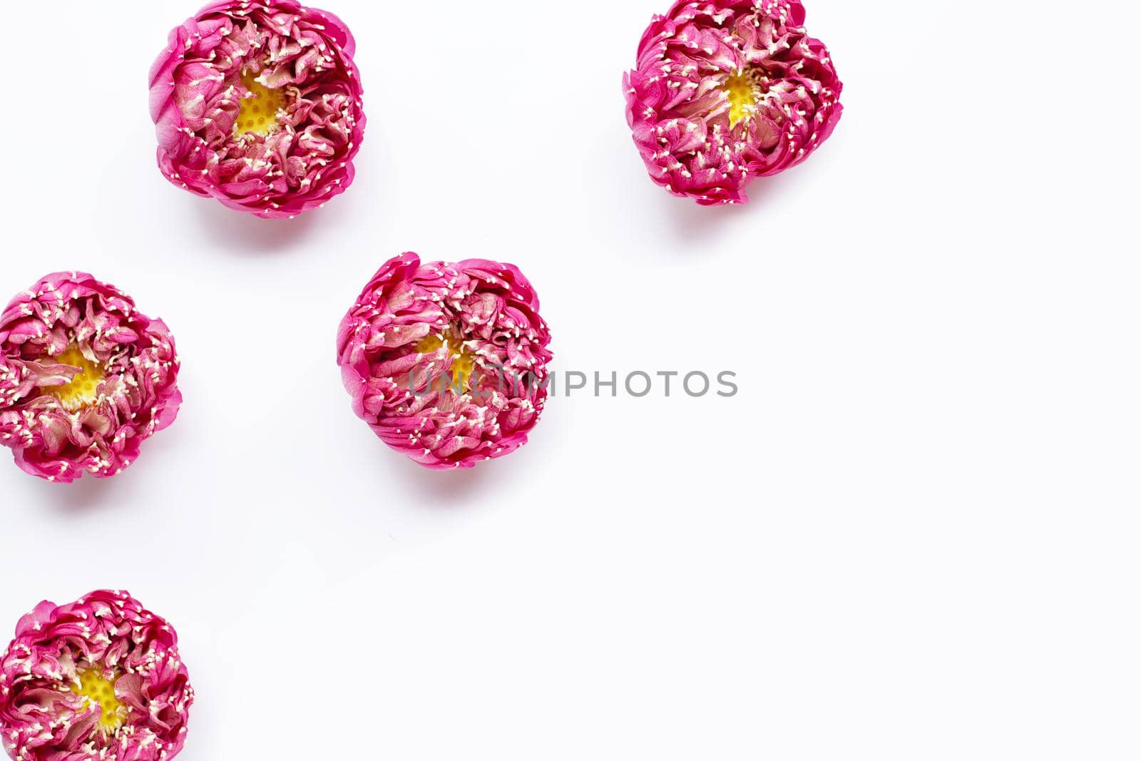 Pink lotus flower on white background. Copy space