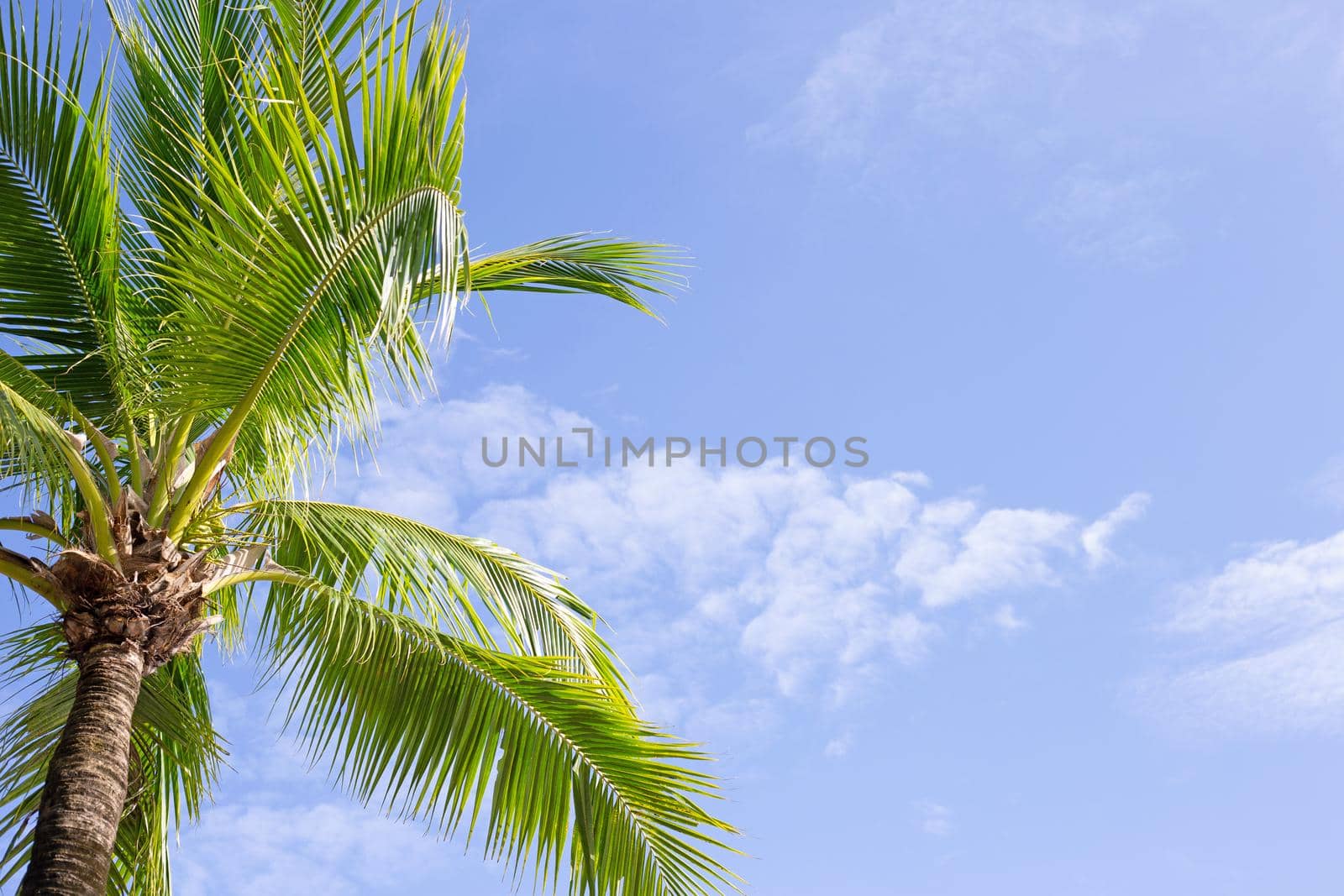 Coconut palm trees, beautiful tropical with sky and clouds.