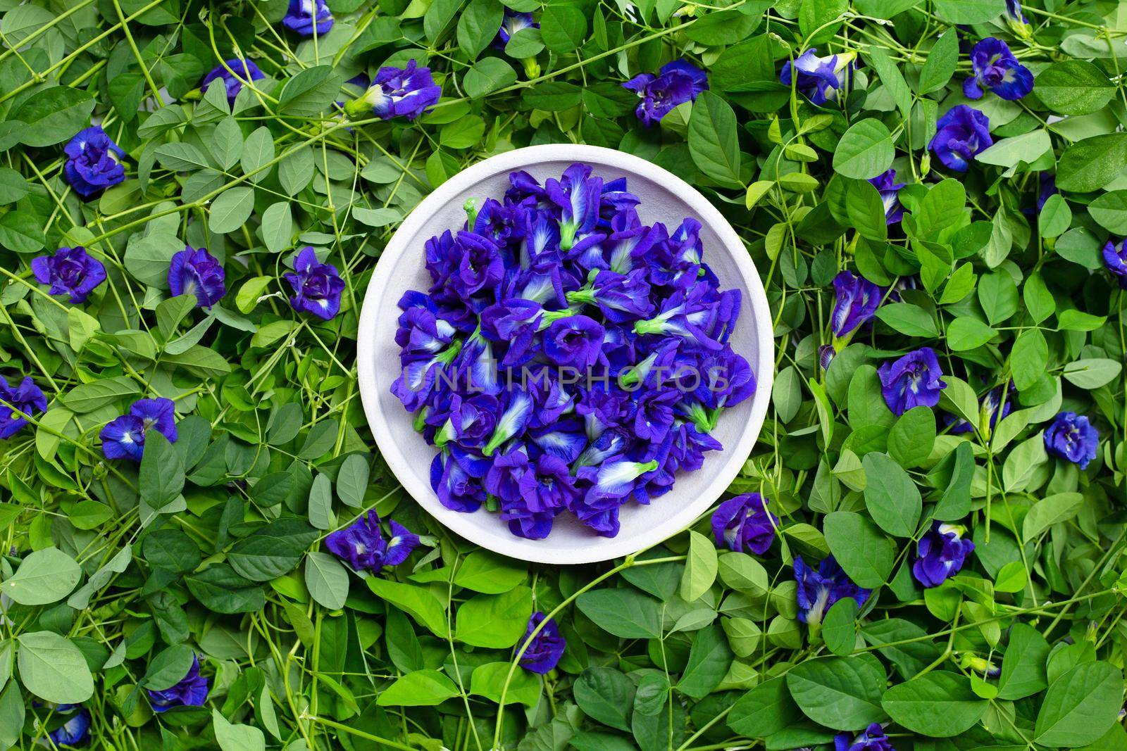 Butterfly pea or blue pea flower. Top view