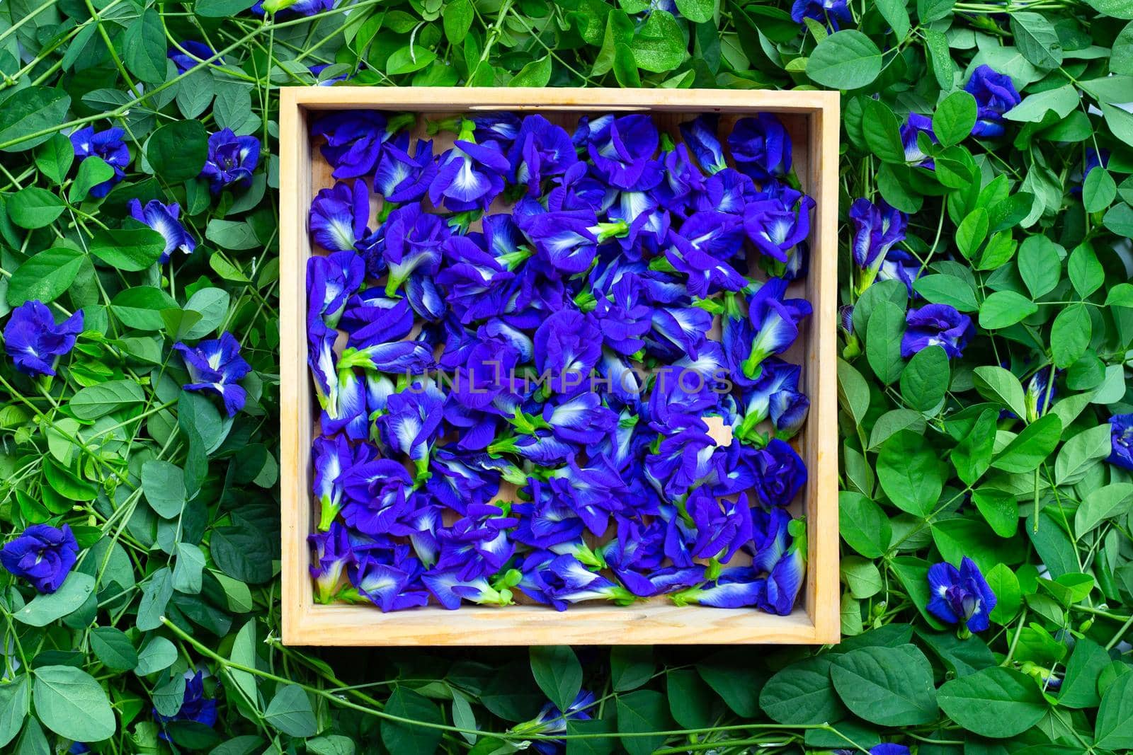 Butterfly pea or blue pea flower. Top view