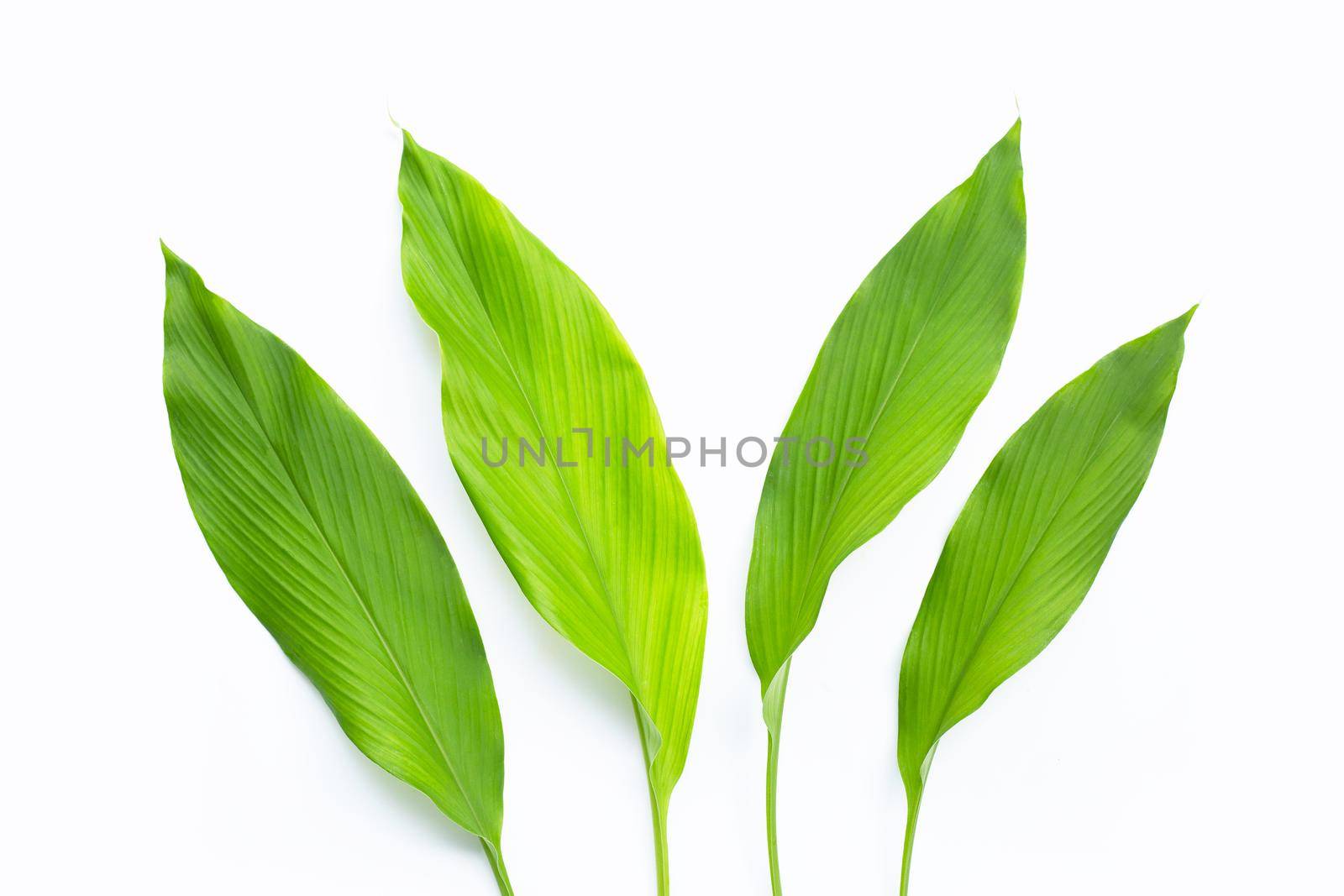Green leaves of turmeric on white background.