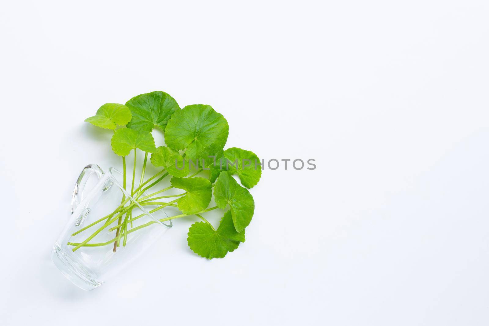 Fresh leaves of gotu kola in glass on white background, Herb and medical plant.