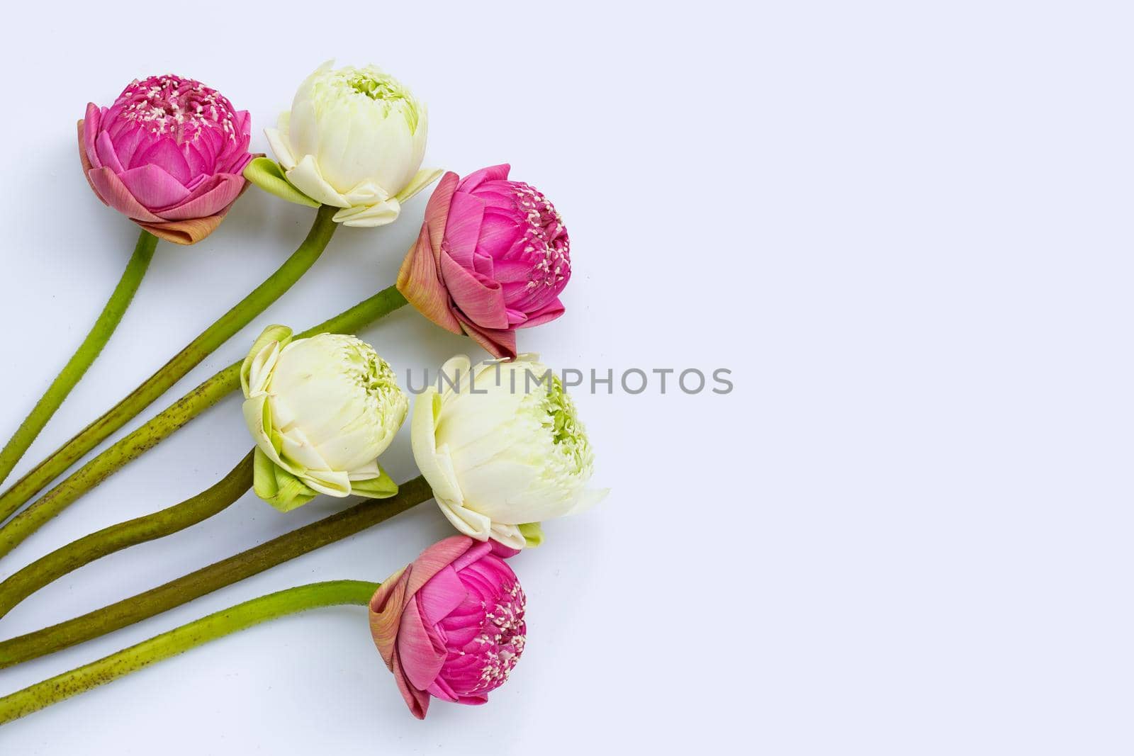 Lotus flower on white background. Top view