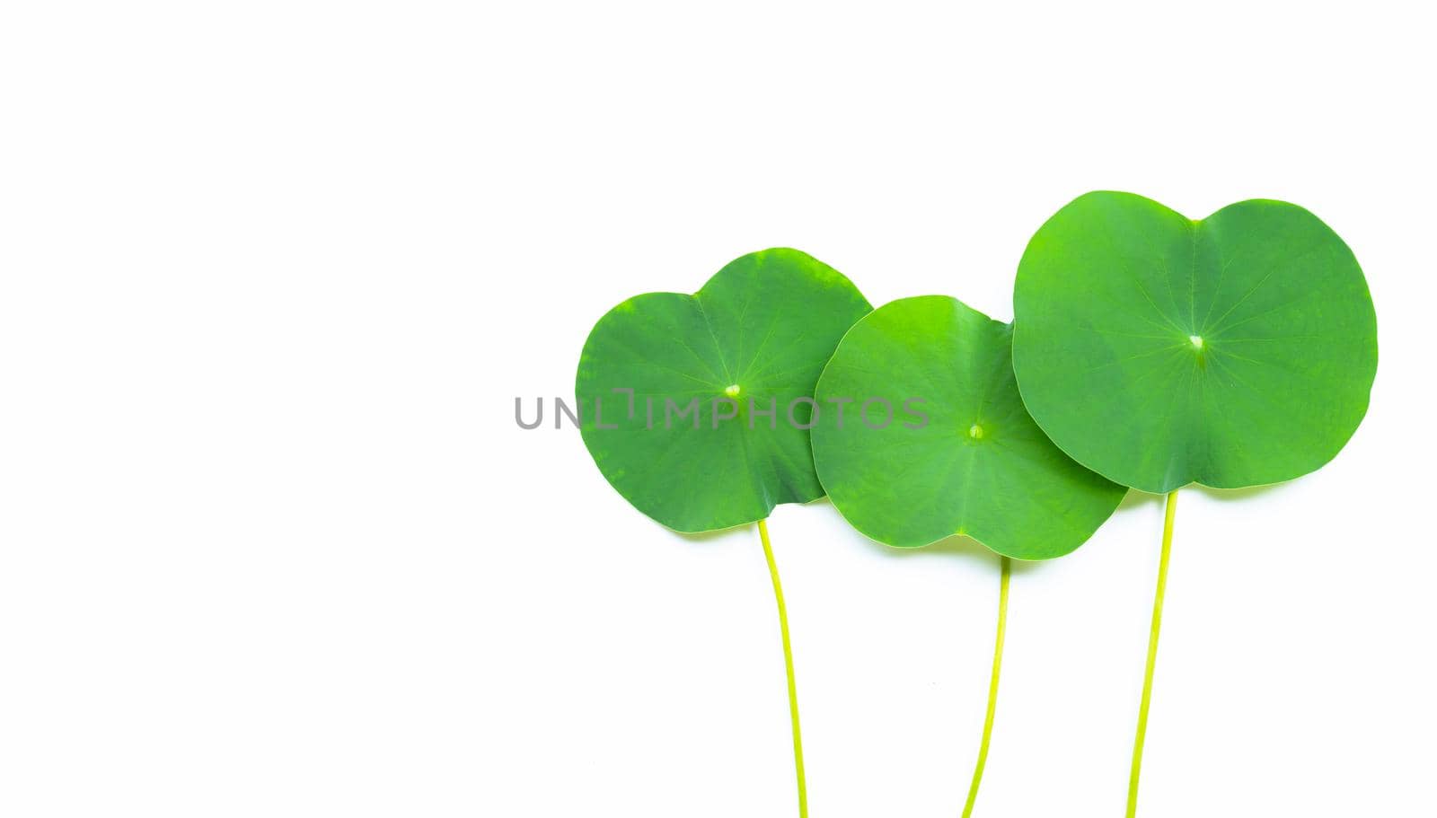 Lotus leaves on white background. Top view