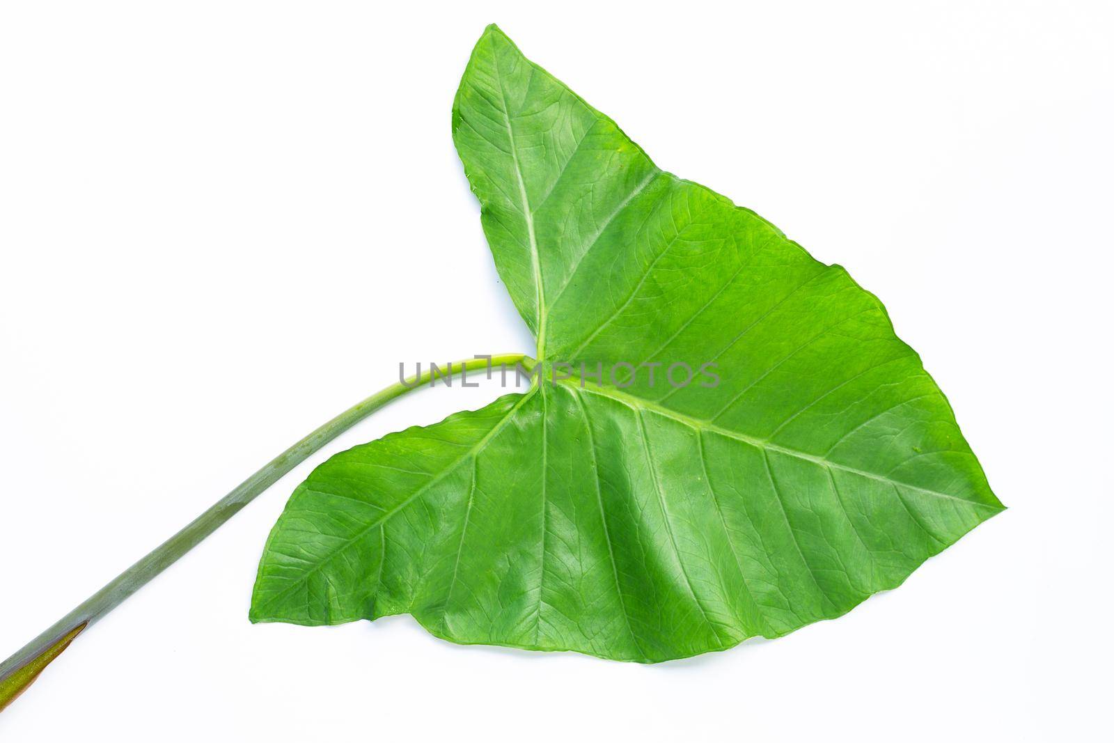 Taro leaf isolated on white background.