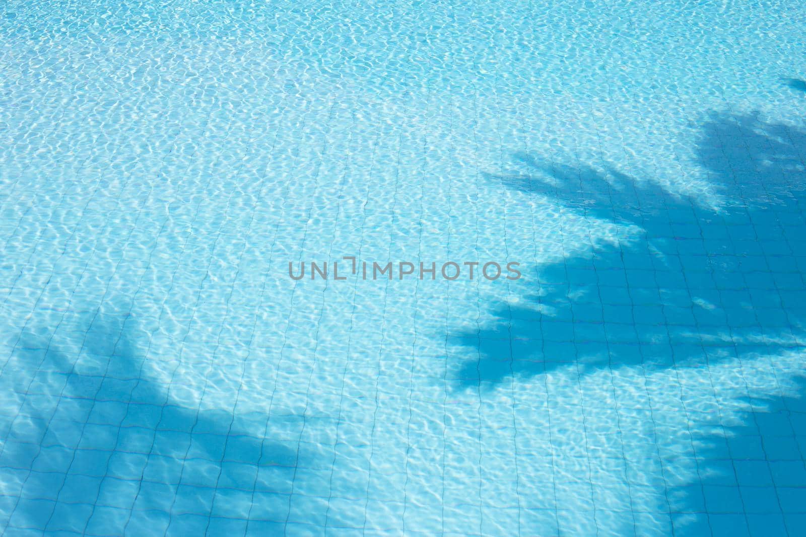 Water swimming pool surface for background. Reflection of palm tree