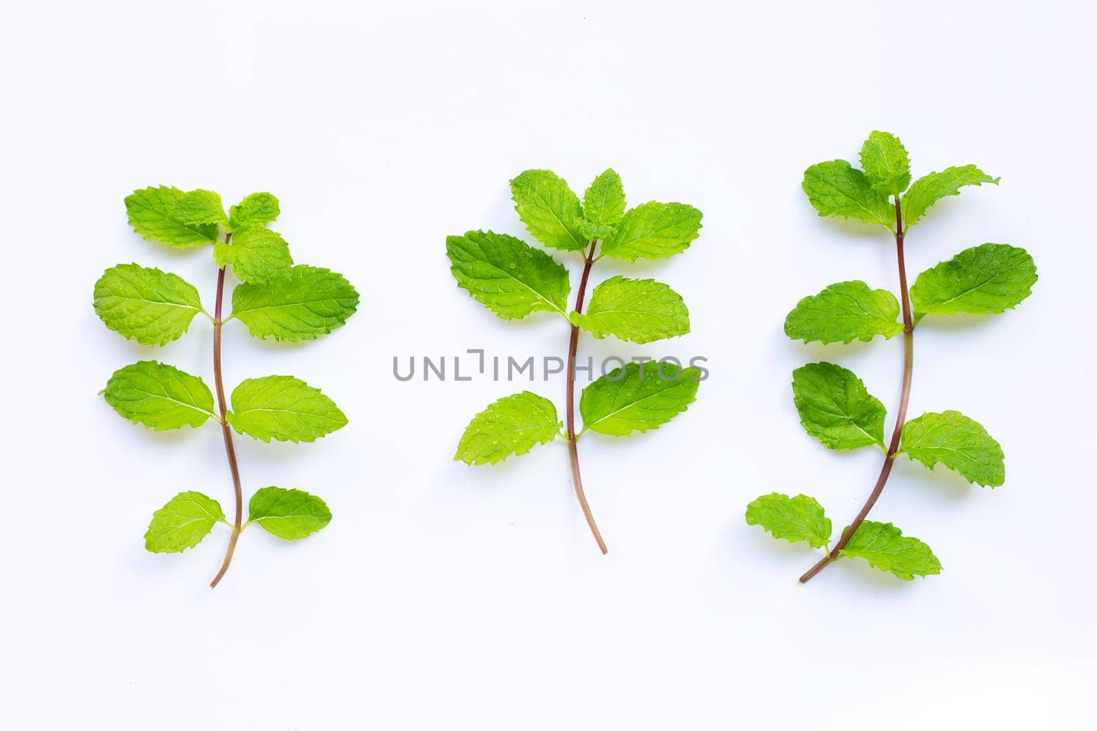 Mint leaves on white background. Top view