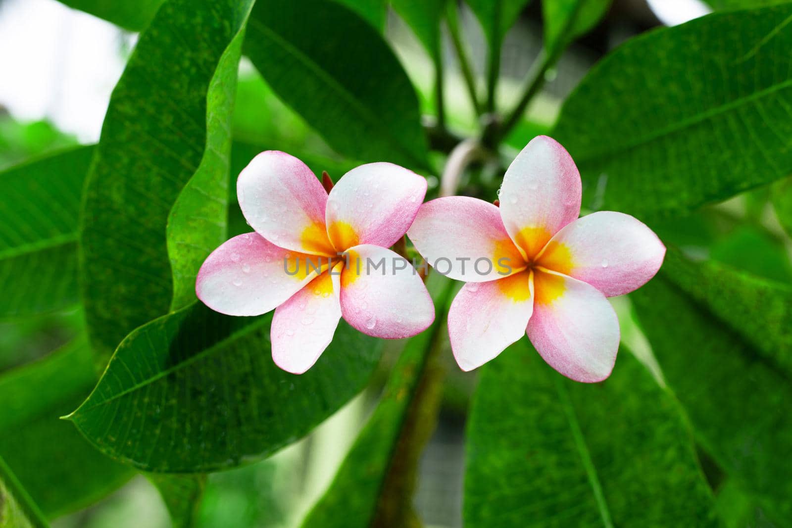Plumeria flower with green leaves 