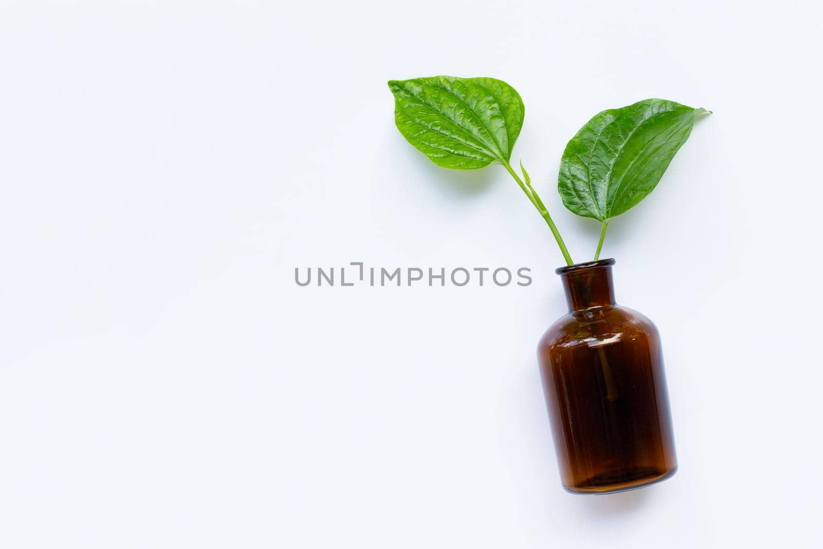 Piper sarmentosum or Wildbetal leafbush with essential oil bottle on white background. Copy space