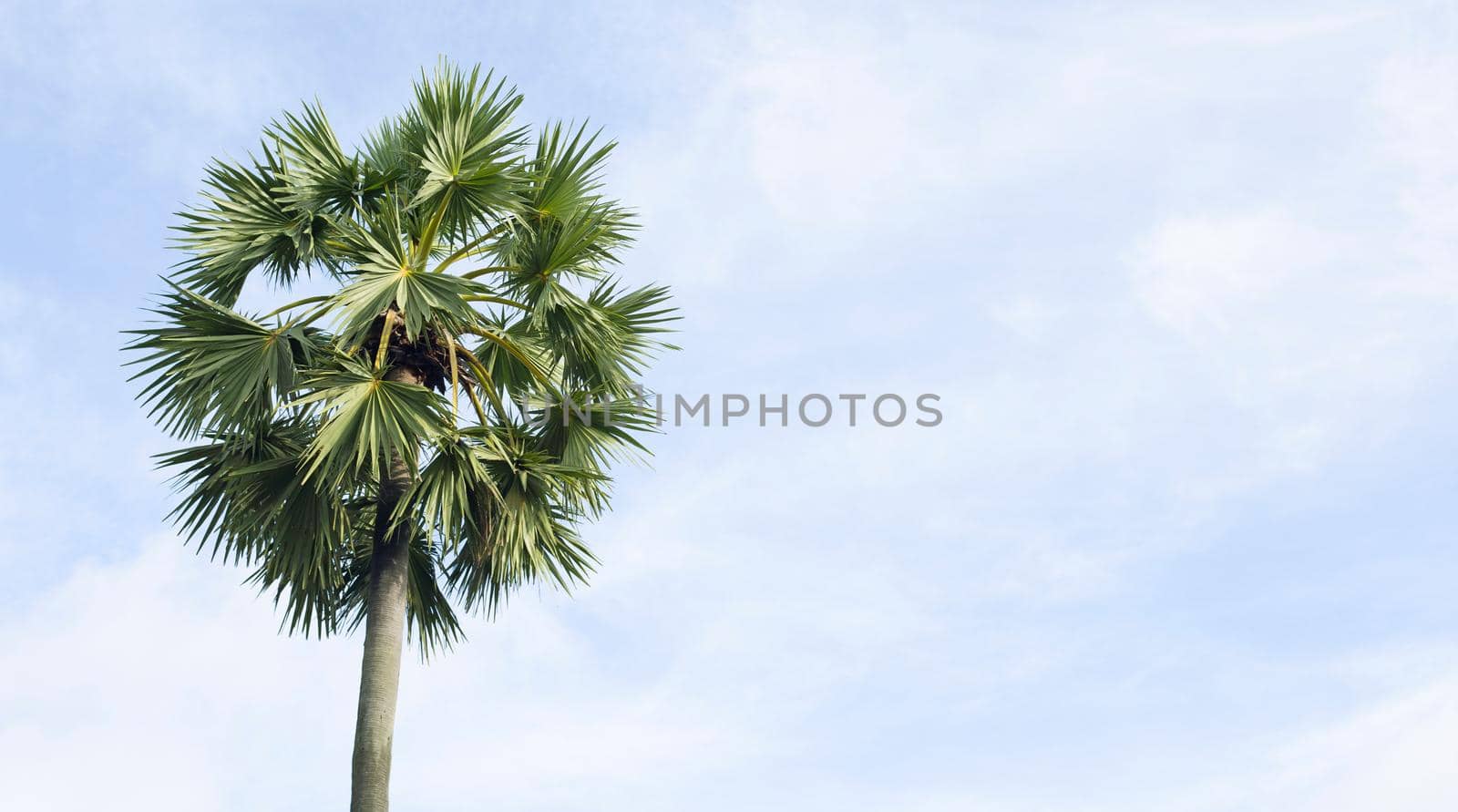 Sugar palm tree, beautiful tropical with sky and clouds.
