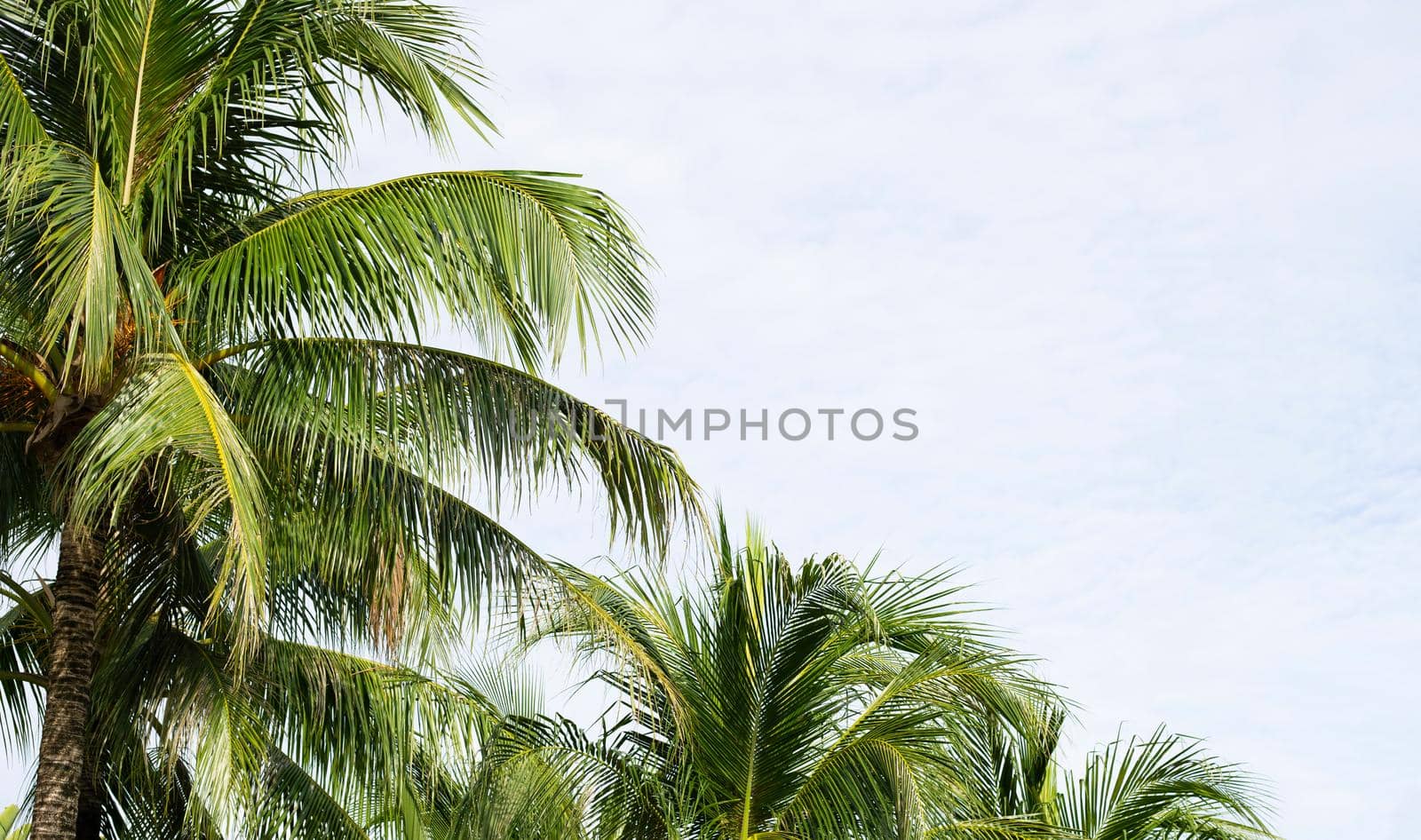 Coconut palm trees, beautiful tropical with sky and clouds.