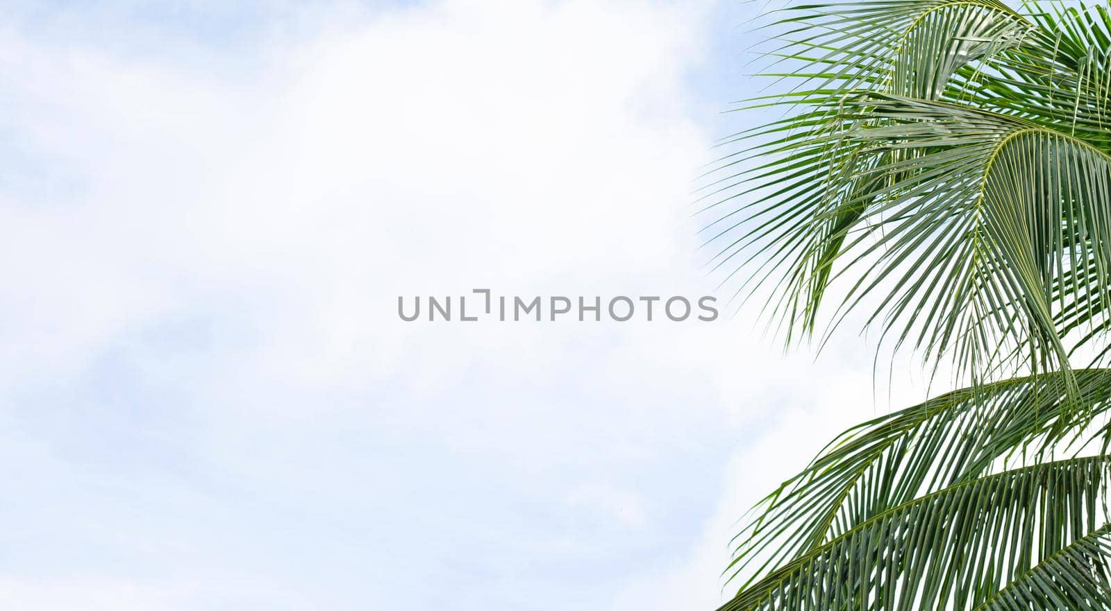 Coconut palm trees, beautiful tropical with sky and clouds.