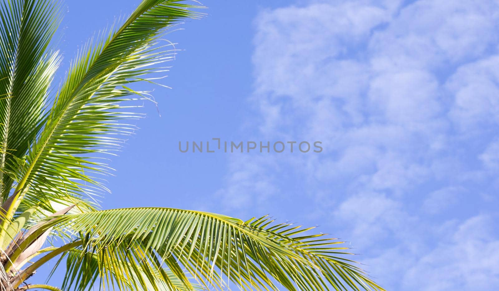 Coconut palm trees, beautiful tropical with sky and clouds.