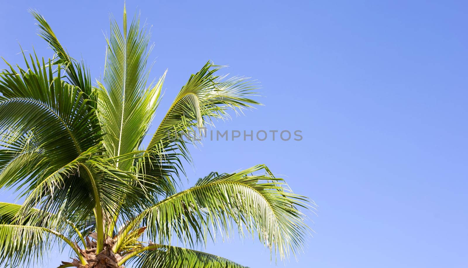 Coconut palm trees, beautiful tropical with sky and clouds.