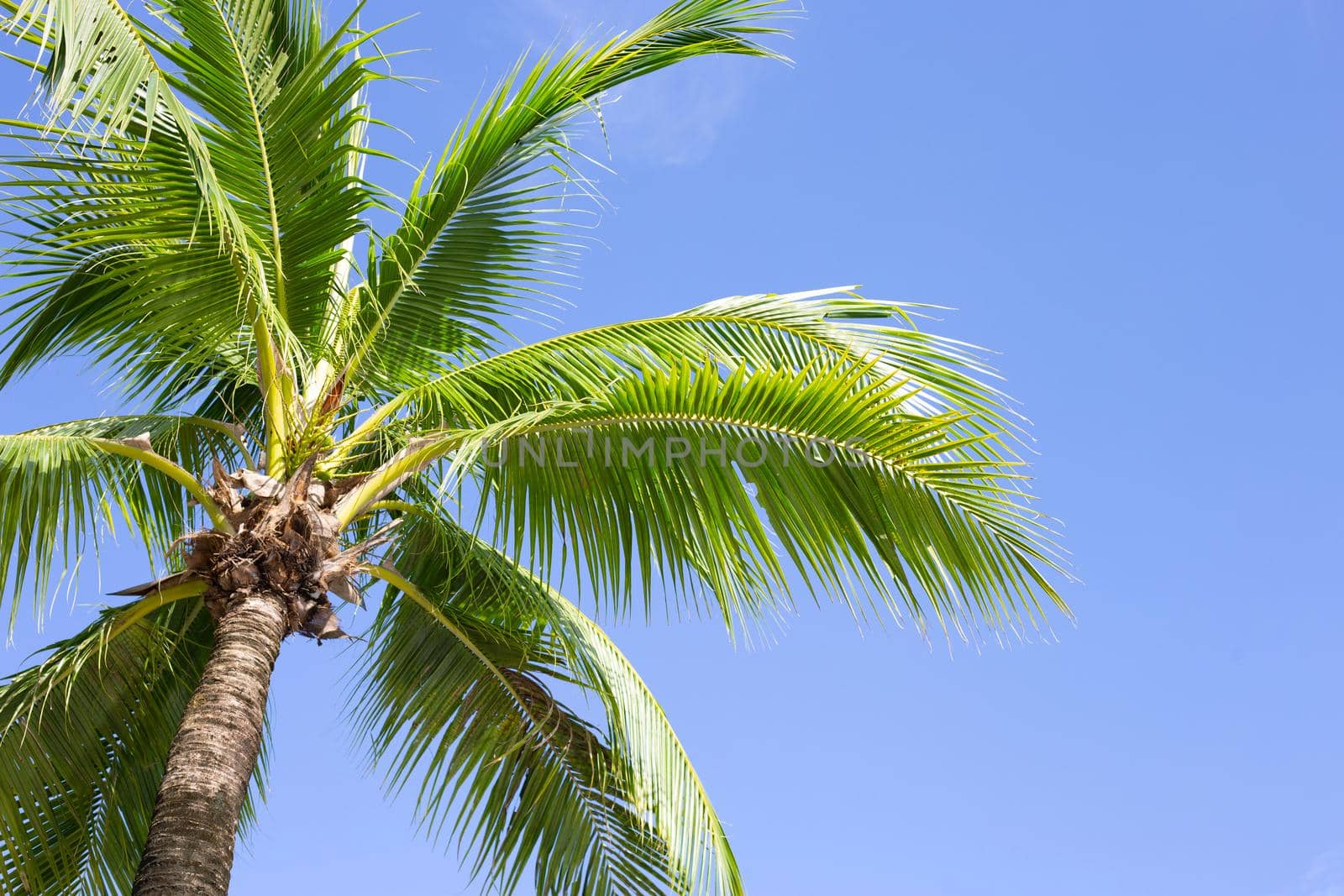 Coconut palm trees, beautiful tropical with sky and clouds.
