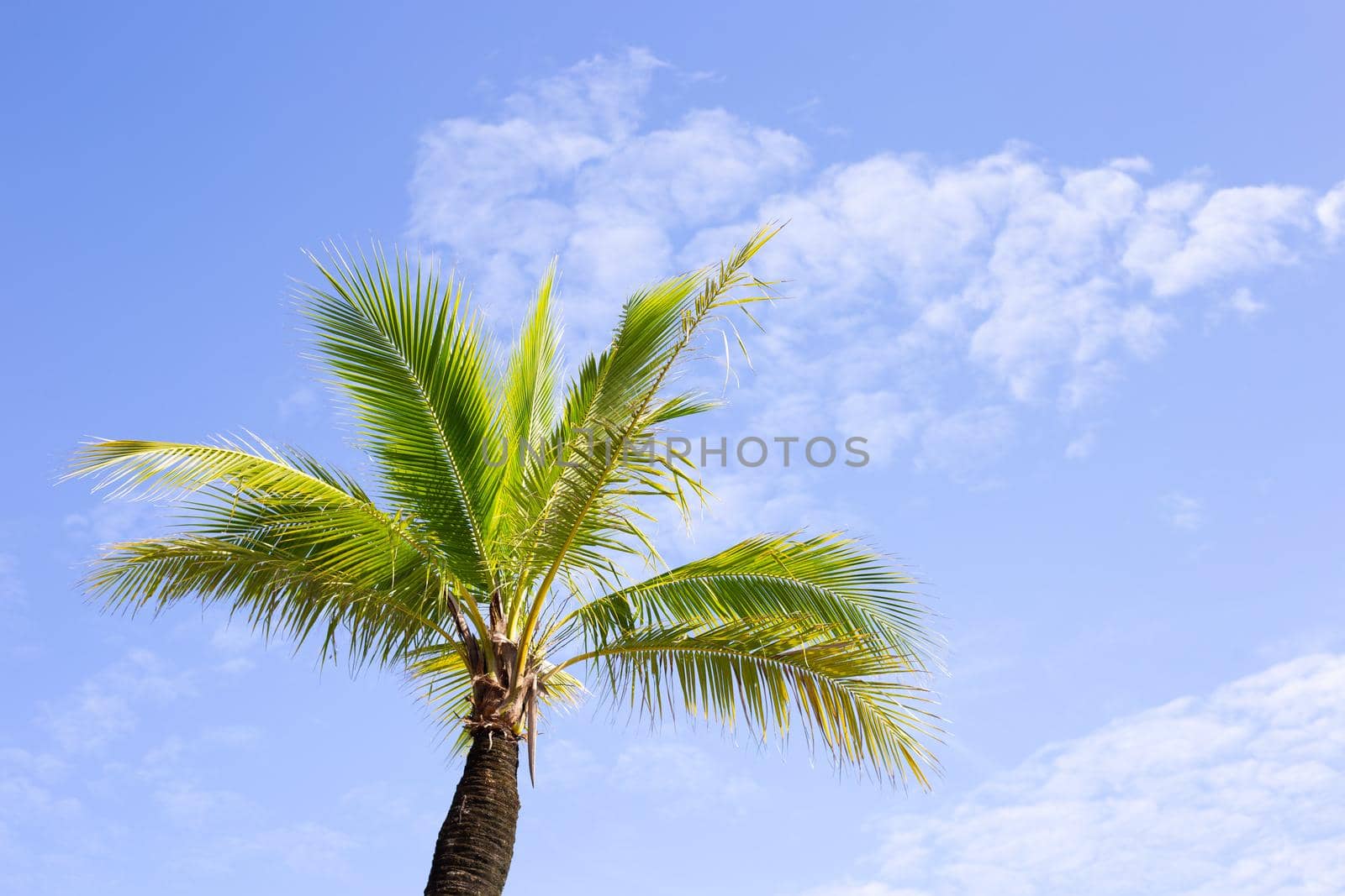 Coconut palm trees, beautiful tropical with sky and clouds.