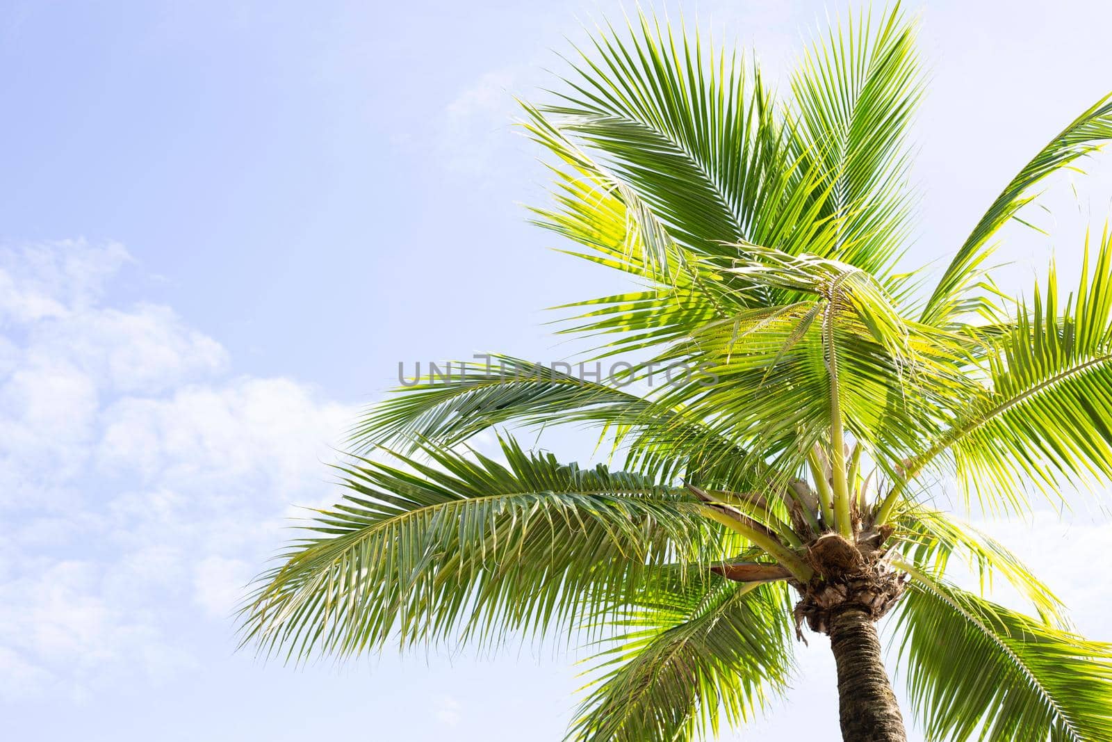 Coconut palm trees, beautiful tropical with sky and clouds.