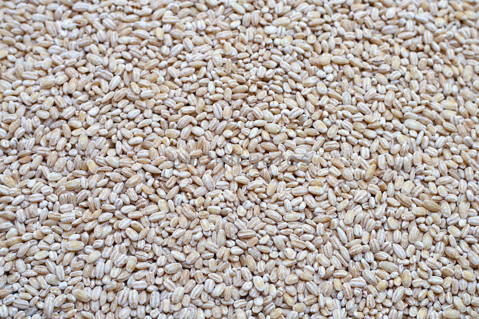 Top view of Raw peeled barley grains.