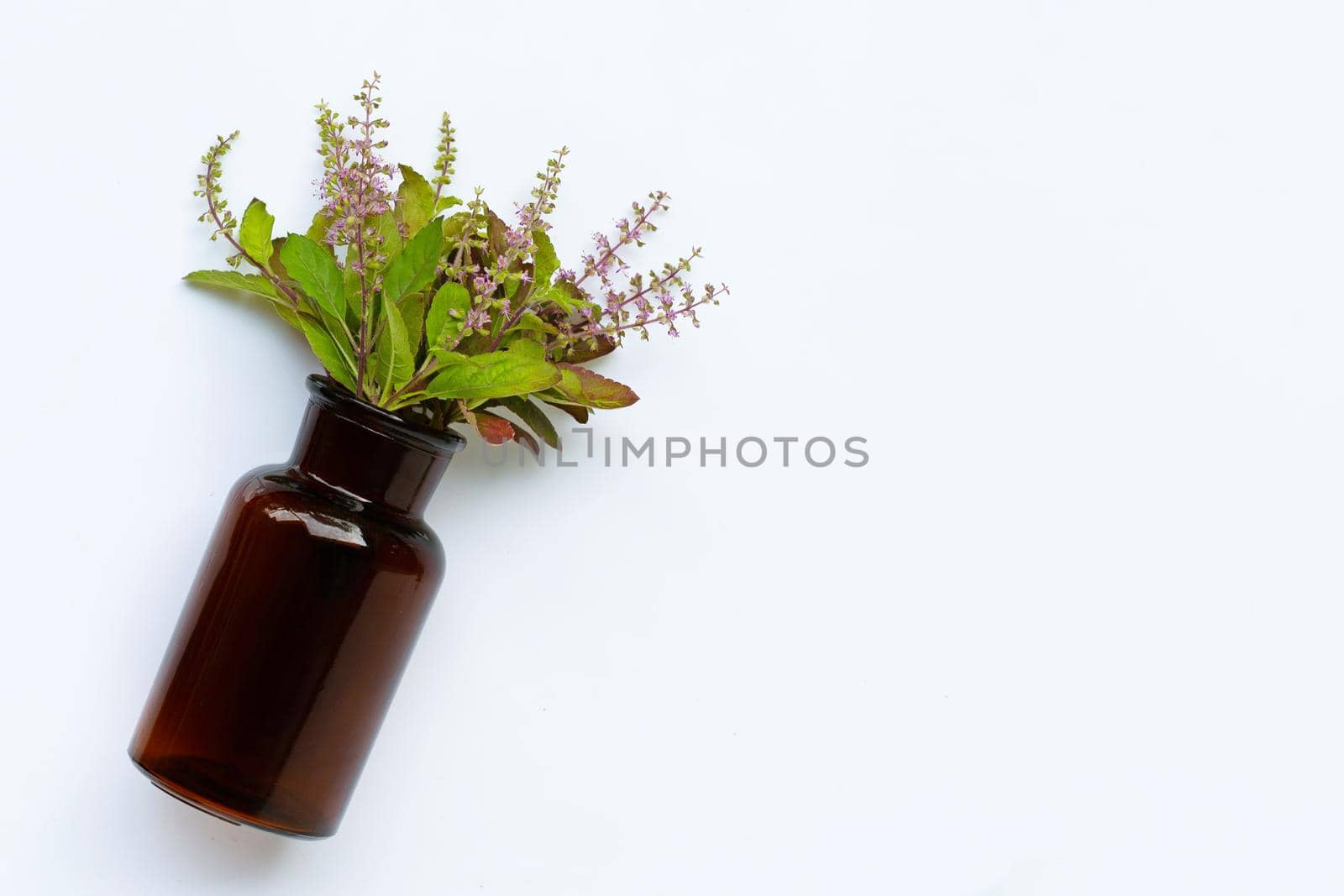 Fresh holy basil leaves and flower with essential oil bottle on white background.
