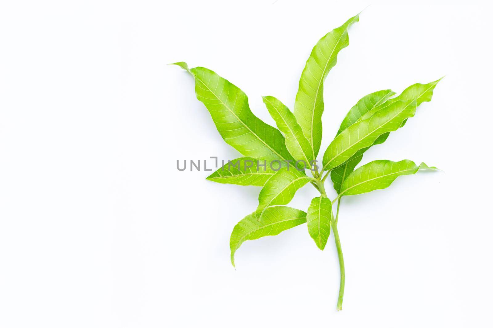 Tropical fruit, Mango  leaves on white background. Top view