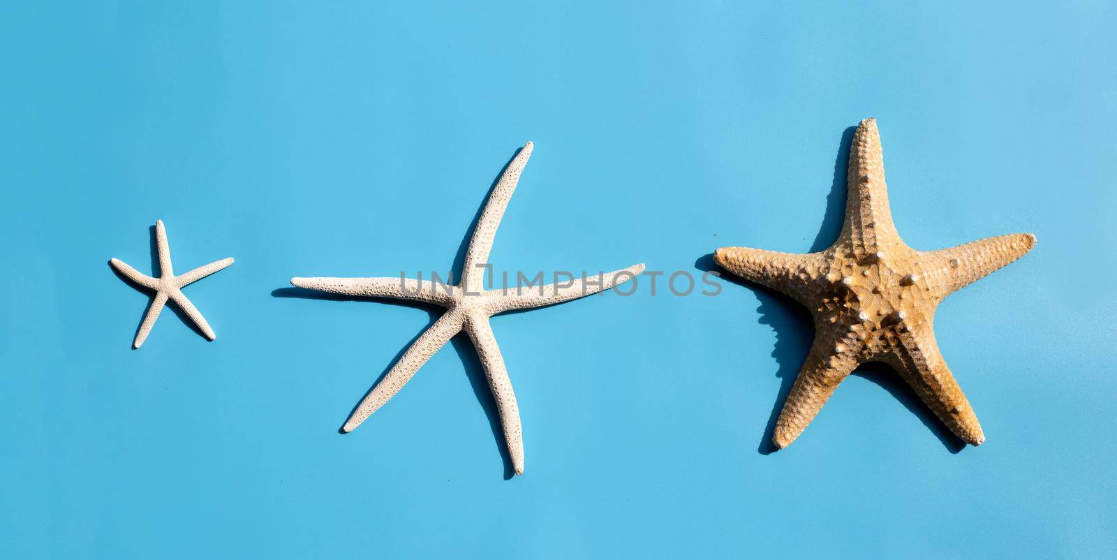 Three starfish on blue background.  Top view