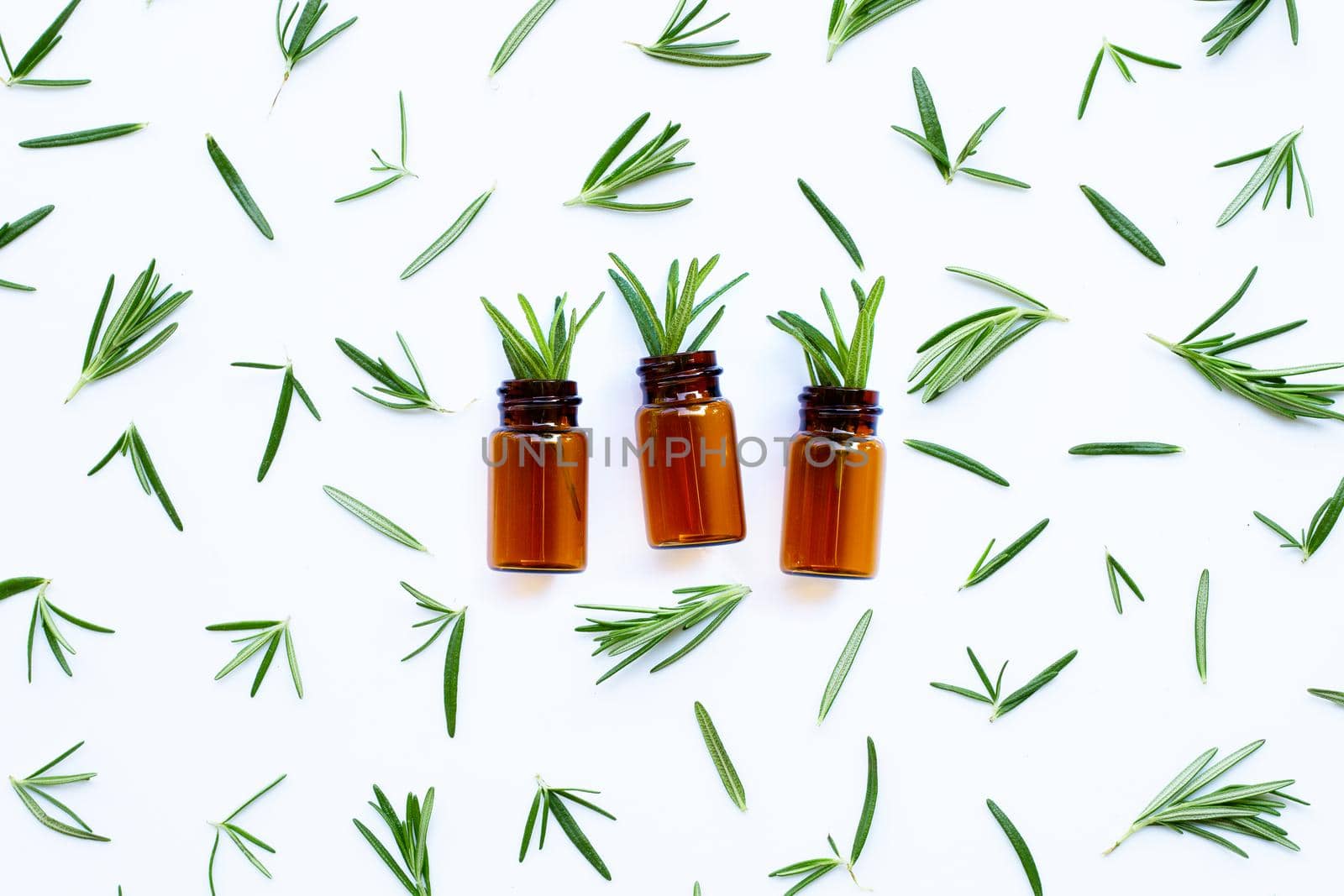Fresh rosemary isolated on white background.
