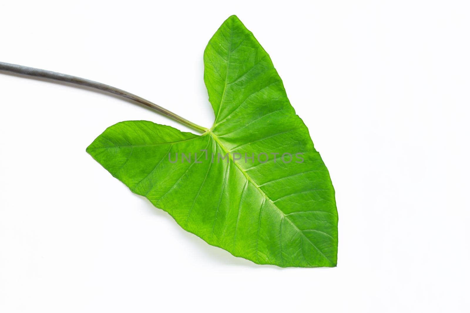 Green taro  leaves isolated on white background.