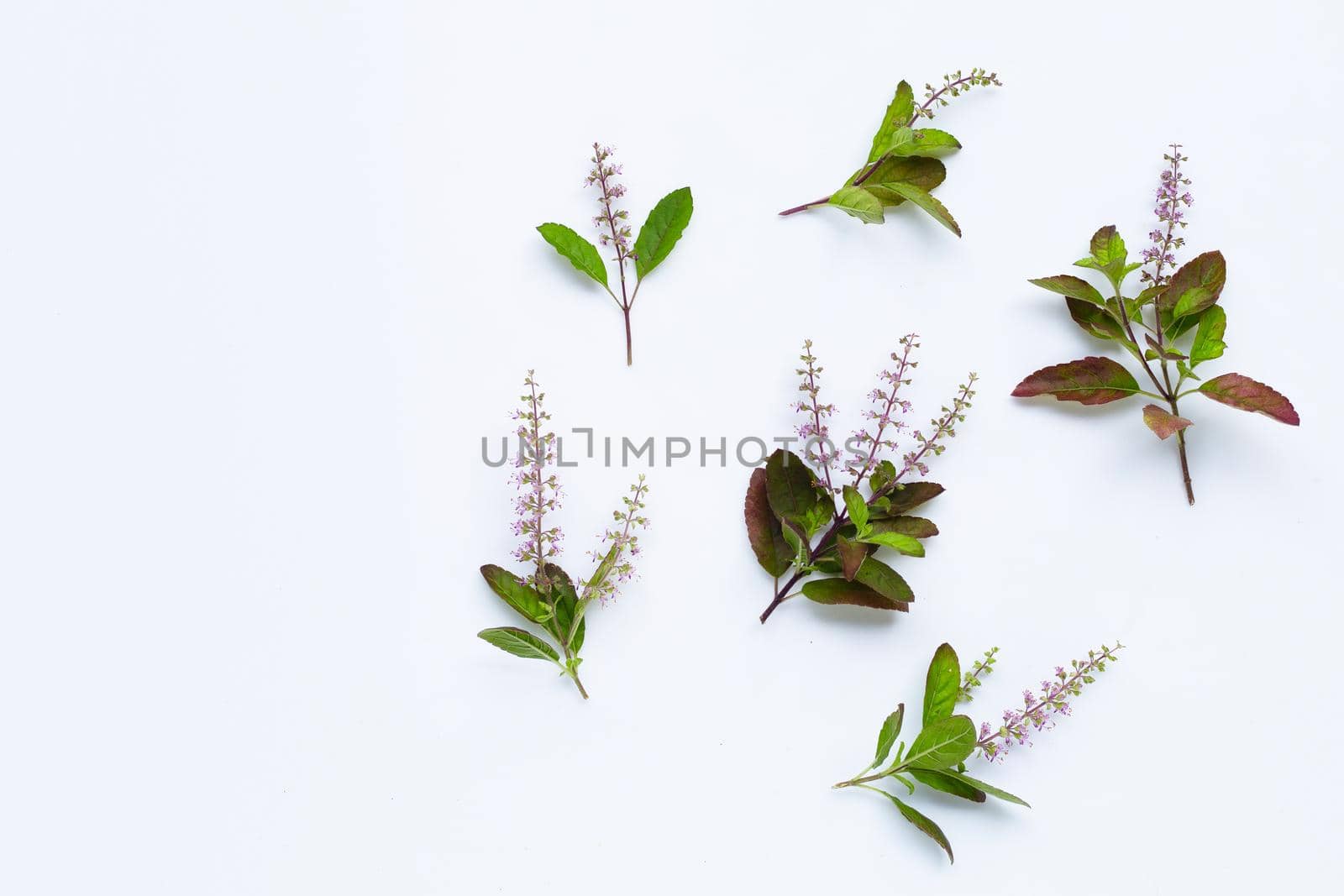 Fresh holy basil leaves with  flower on white background.