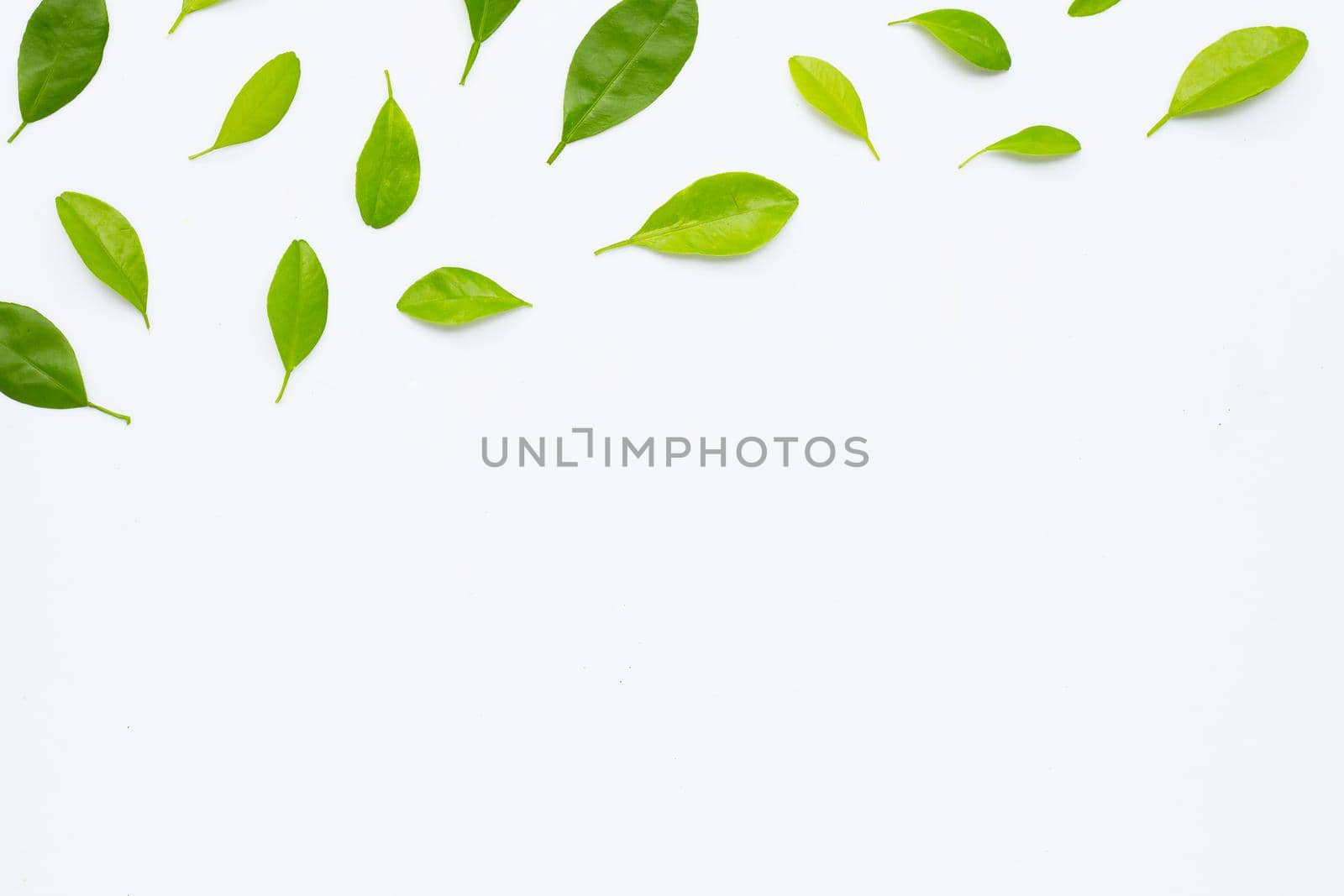 Green citrus fruit leaves on white background. Copy space