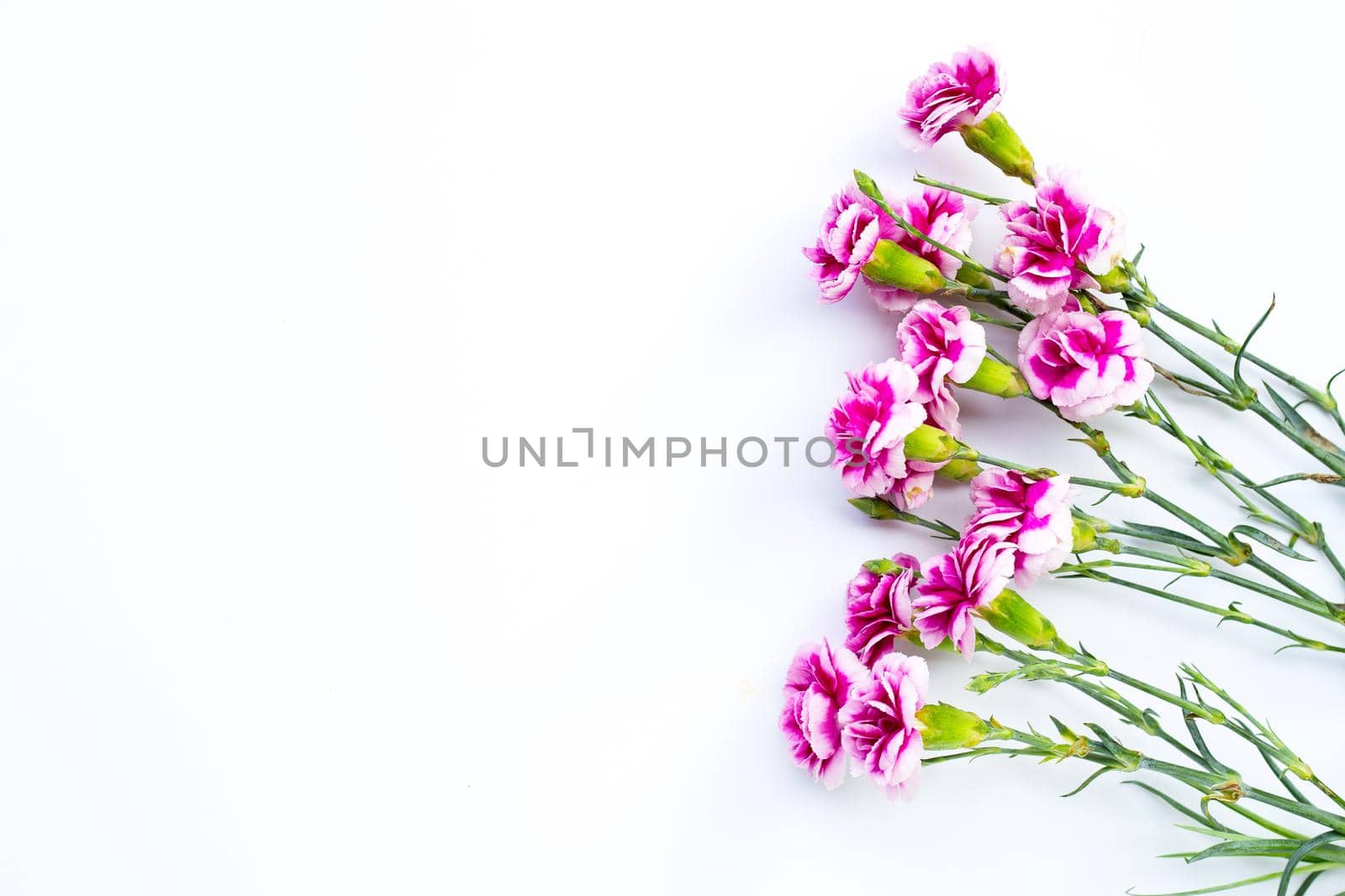 Carnation flower on white background. copy space