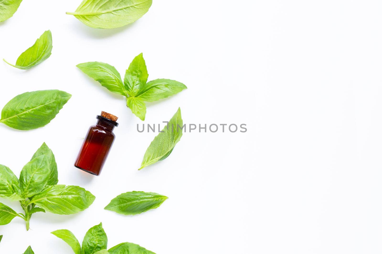 A bottle of essential oil with fresh basil leaves on white background.