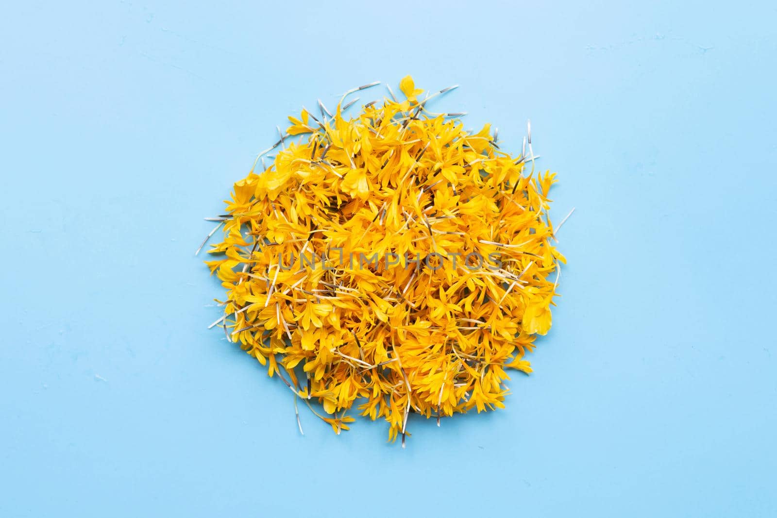 Marigold flower petals on blue background.