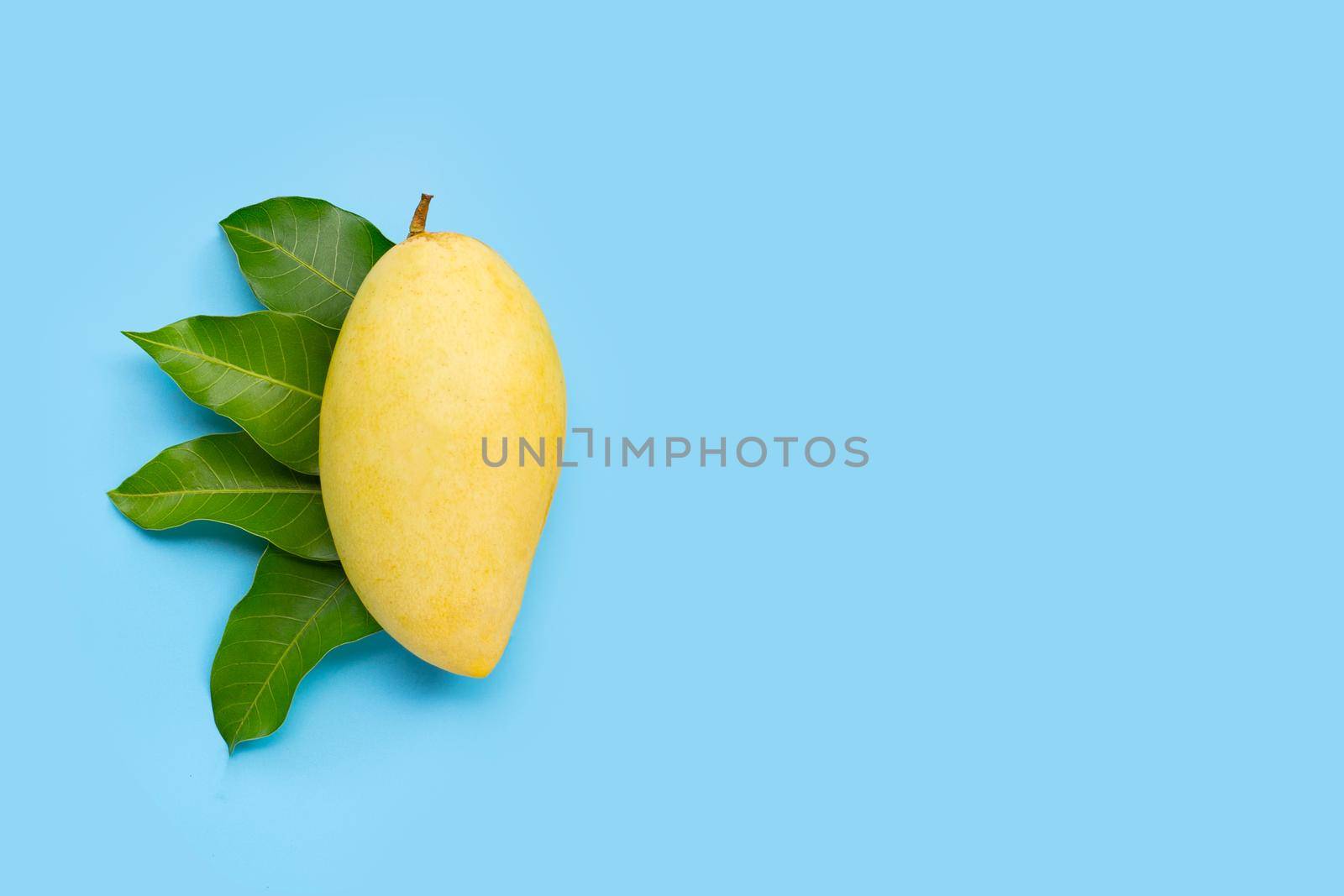 Tropical fruit, Mango with leaves on blue background. Top view