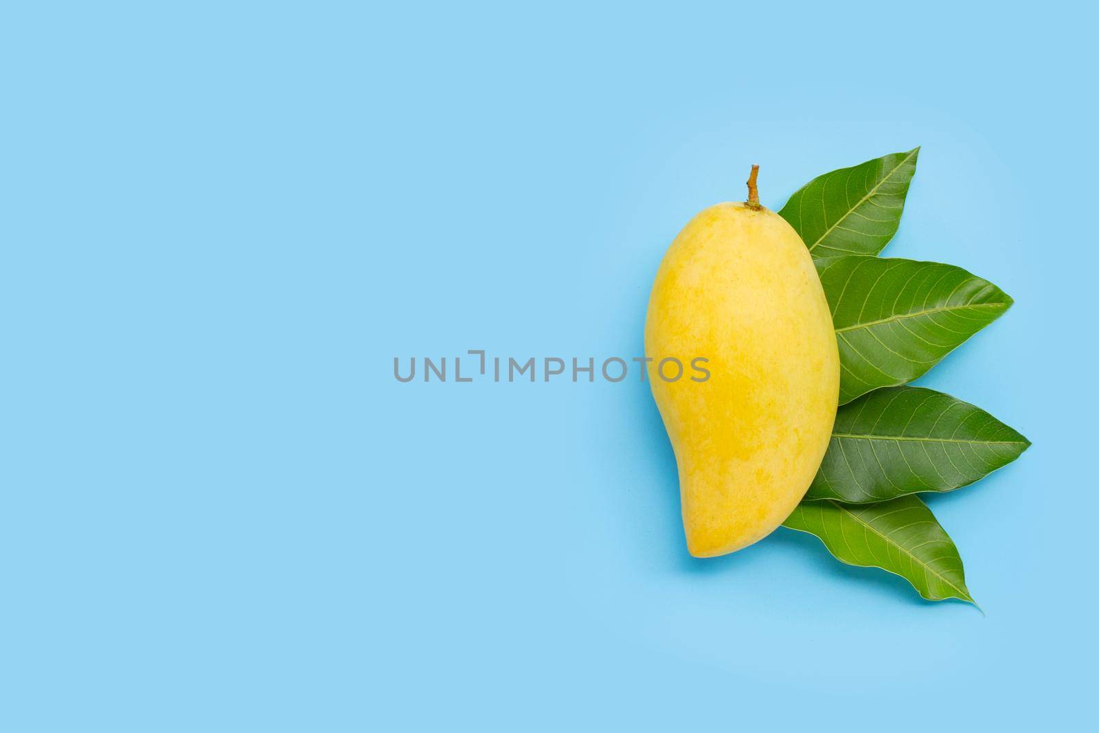 Tropical fruit, Mango  with leaves on blue background. Top view