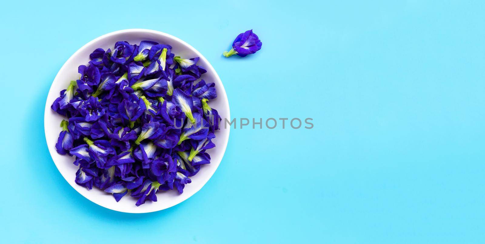 Blue butterfly pea flower on blue background.