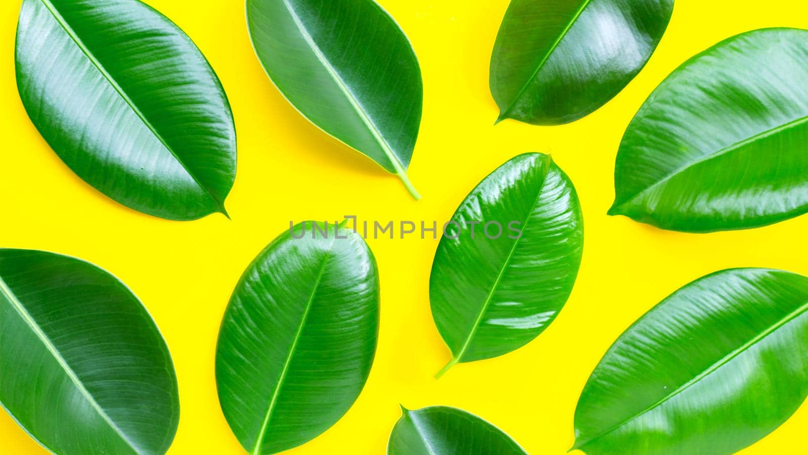 Rubber plant leaves on  yellow background. Top view