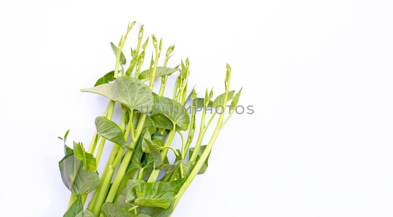 Morning glory on white background.
