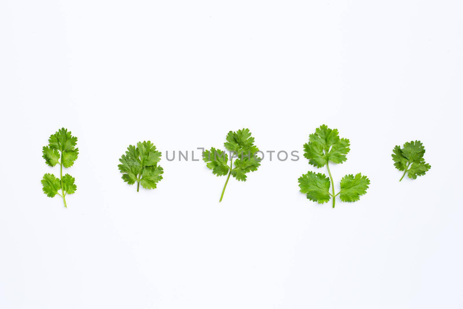 Fresh coriander leaves on white background.