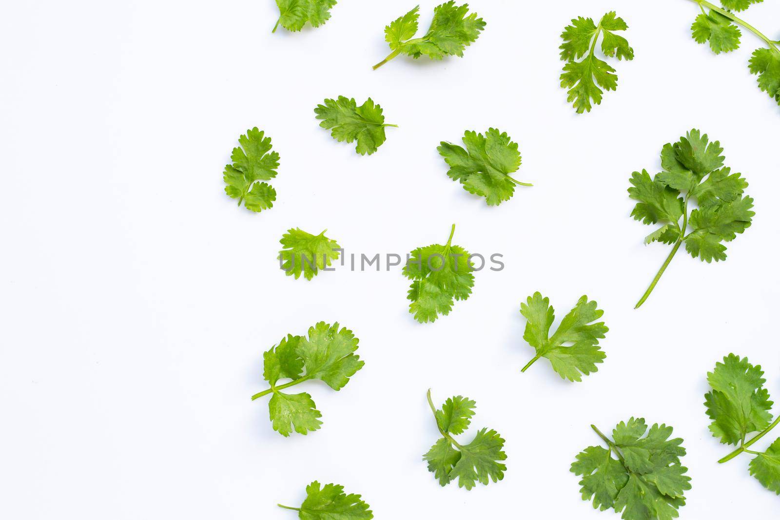 Fresh coriander leaves on white background.