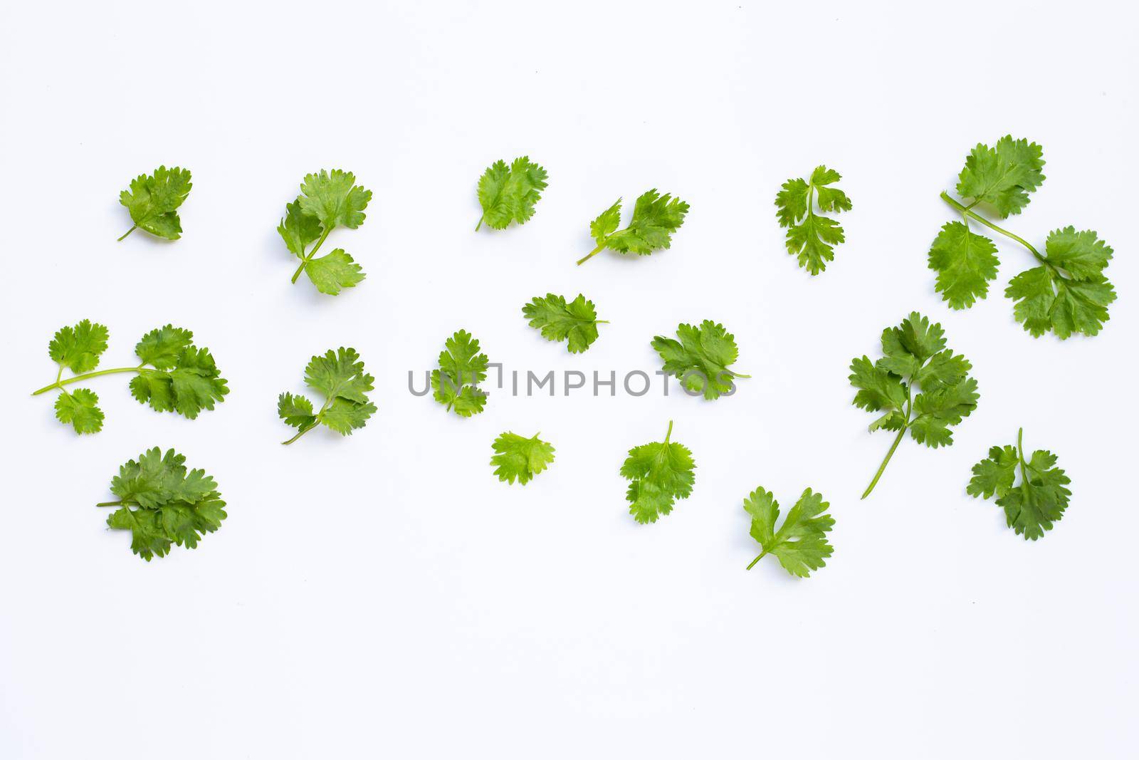 Fresh coriander leaves on white background.