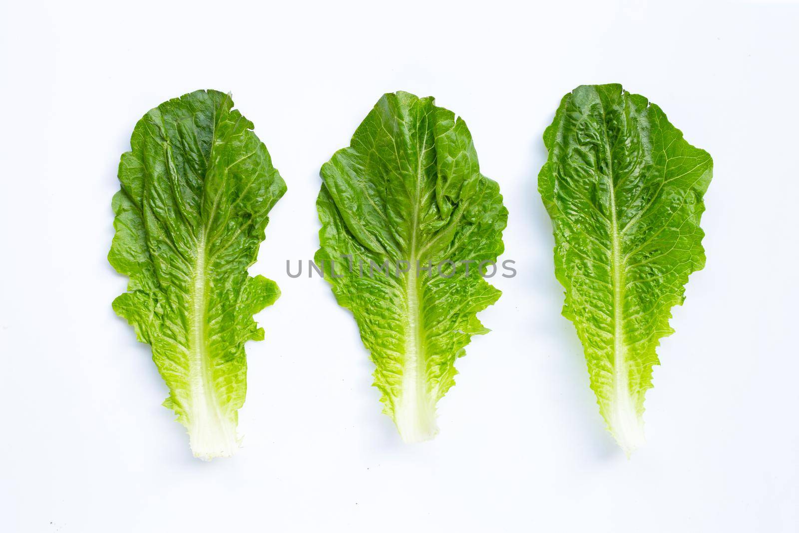 Fresh romaine lettuce isolated on a white background