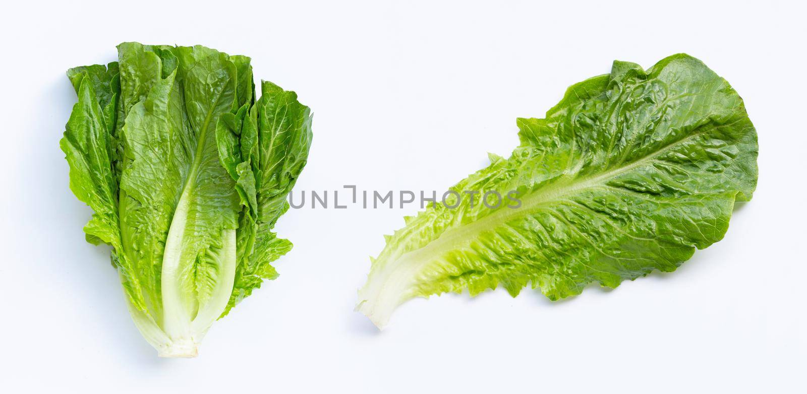 Fresh romaine lettuce isolated on a white background