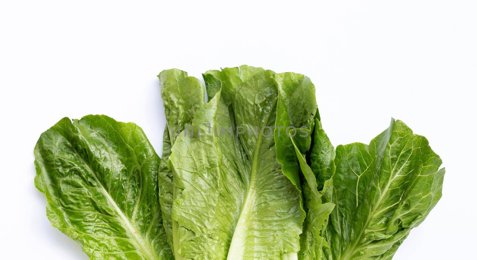 Fresh romaine lettuce isolated on a white background